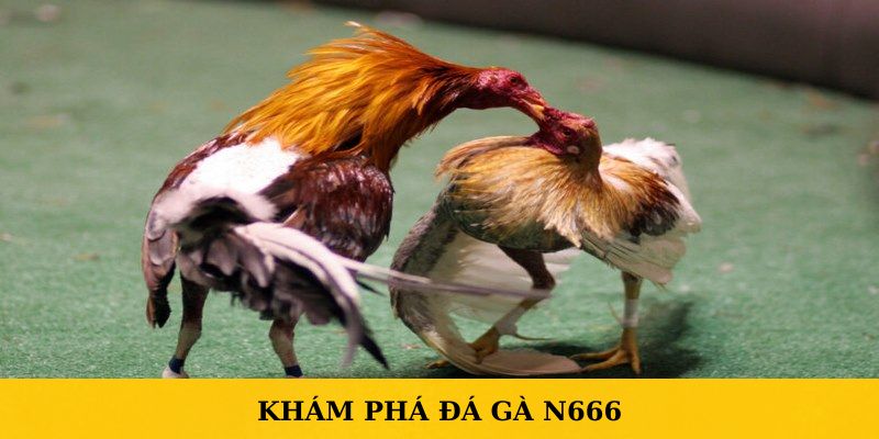 Khám phá sơ qua về đá gà N666